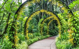 Nature's Symphony Dive into the Magic of Kirstenbosch Gardens