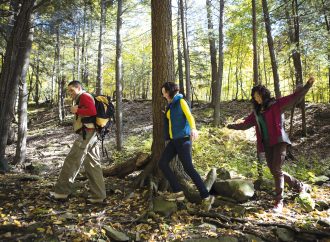 Redwoods Retreat Discover Tranquility in Nature’s Embrace