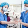 Healthy Pets Can Transmit Dangerous Microbes to Humans