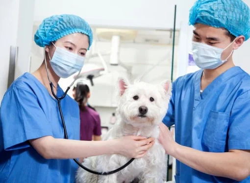 Healthy Pets Can Transmit Dangerous Microbes to Humans