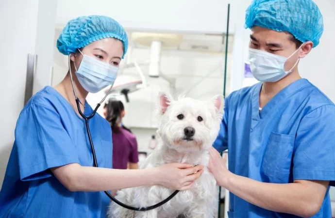 Healthy Pets Can Transmit Dangerous Microbes to Humans