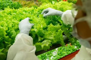 Agricultural Evolution Hydroponics: Cultivating Innovation 