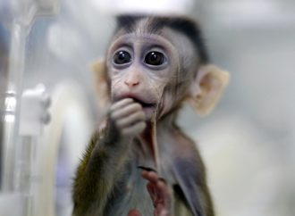 China’s Lab Monkey Market Slumps Amidst Slowed Drug Research