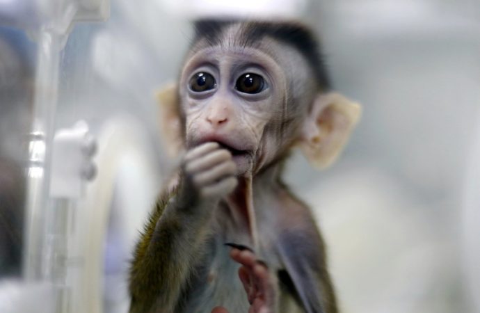 China’s Lab Monkey Market Slumps Amidst Slowed Drug Research