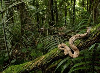 Unveiling the Secrets Exploring the World’s Unexplored Jungles