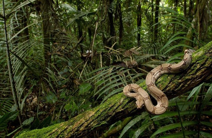 Unveiling the Secrets Exploring the World’s Unexplored Jungles