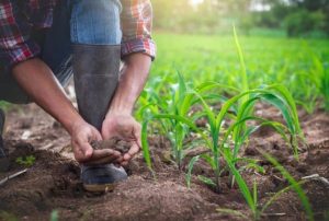 Cultivating Sustainable Practices with Agricultural Education