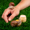 The Slime Solution: Unveiling the Science Behind Snail Mucin for Glowing Skin
