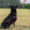 Beyond Sit and Stay: Advanced Dogs Training Techniques