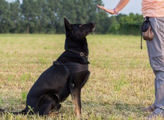 Beyond Sit and Stay: Advanced Dogs Training Techniques
