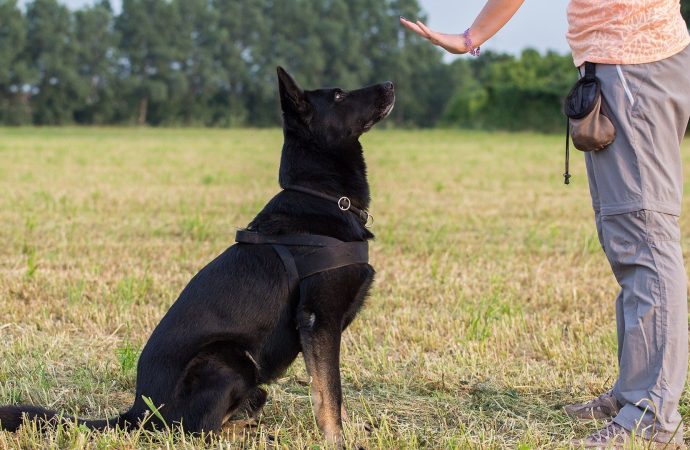 Beyond Sit and Stay: Advanced Dogs Training Techniques