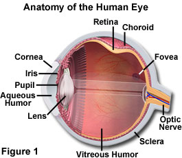 Science of Optics and the Human Experience