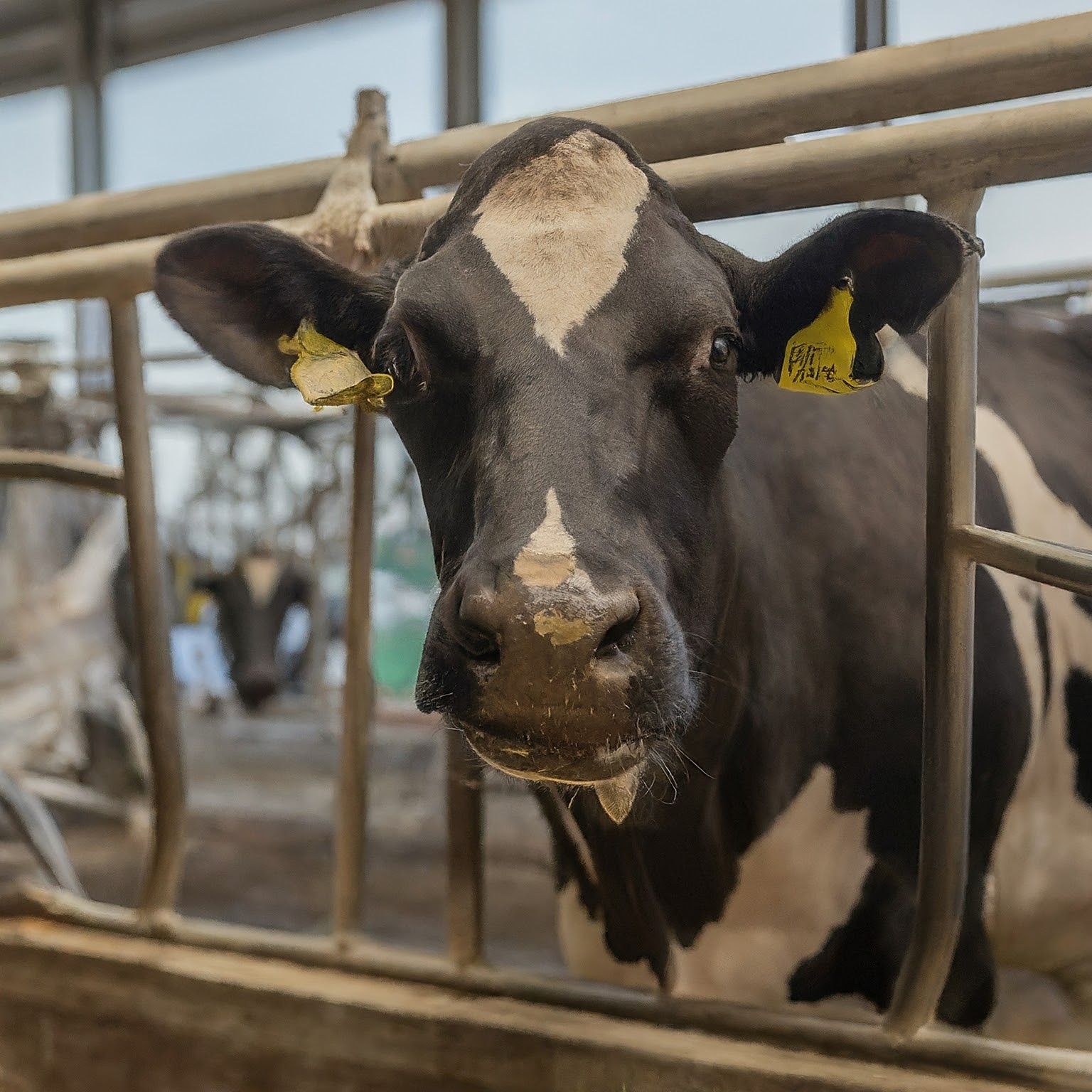 Bird Flu in Barns? Feds Fund Dairy Cow Testing (But Should You Be Worried?)