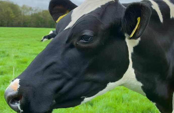 Bird Flu in Barns? Feds Fund Dairy Cow Testing