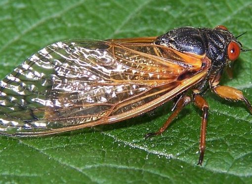 Cicadas Swarm South Carolina: Nature’s Sonic Spectacle Unfolds