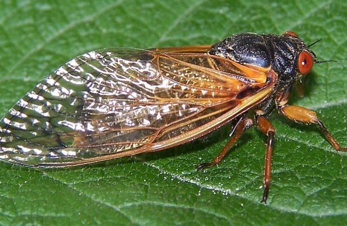 Cicadas Swarm South Carolina: Nature’s Sonic Spectacle Unfolds