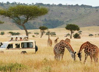 How to Plan a Responsible Wildlife Safari