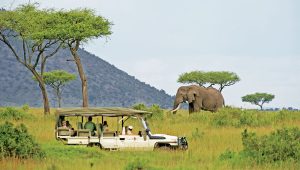 Visit to Elephants