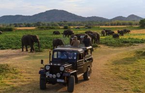 How to Plan a Responsible Wildlife Safari