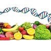 Personalized Nutrition: Integrating Genomics & Diet