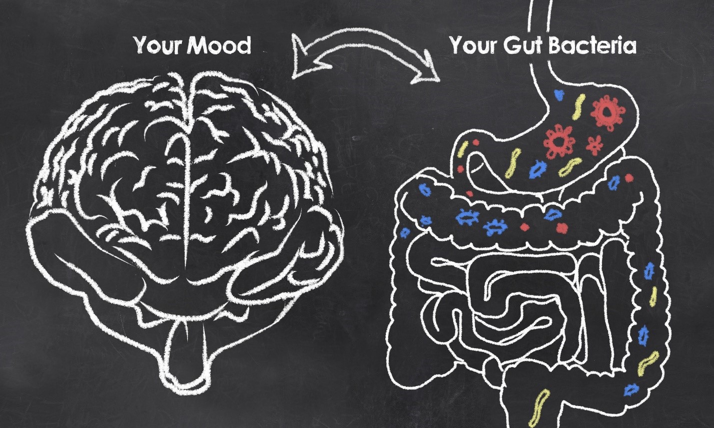 New Insights into the Gut-Brain Connection