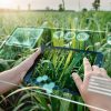 The Role of AI in Modern Agriculture