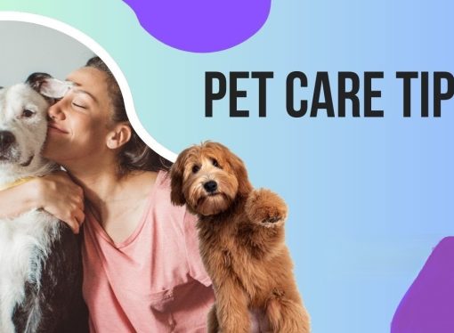 Essential Pet Care Tips for New Owners