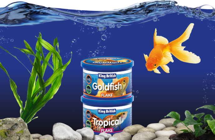 Hikari Fish Food Online: Feeding Tips for US Aquariums