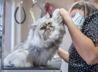 GroomerFriend19: Setting the Standard in Modern Pet Grooming