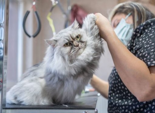 GroomerFriend19: Setting the Standard in Modern Pet Grooming