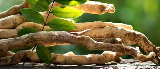 Boost Testosterone Naturally with Tongkat Ali and Tribulus