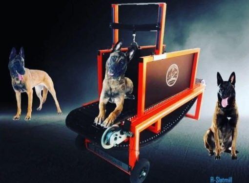 Finding the Perfect Dog Treadmill: Treadmill for Dogs