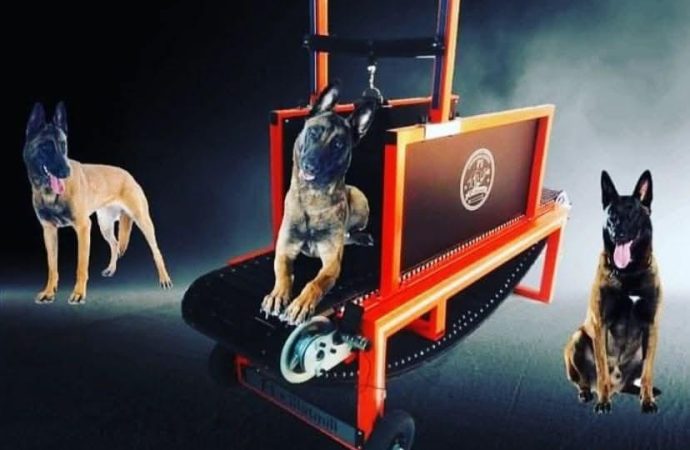 Finding the Perfect Dog Treadmill: Treadmill for Dogs