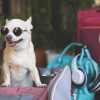 Choosing the Perfect Dog Travel Bag: A Complete Guide for Pet Owners
