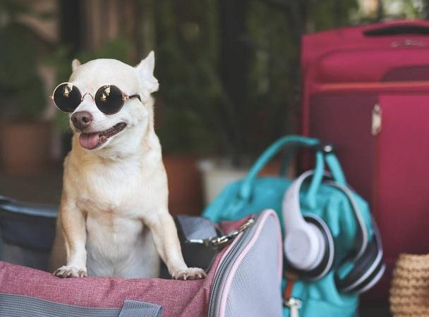 Choosing the Perfect Dog Travel Bag: A Complete Guide for Pet Owners