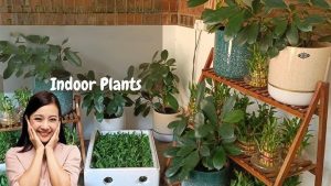 Indoor HOME Garden 2025