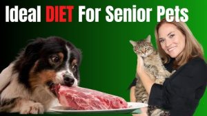 Balanced Diet Plans for Senior Pets 2025