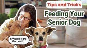 Balanced Diet Plans for Senior Pets 2025