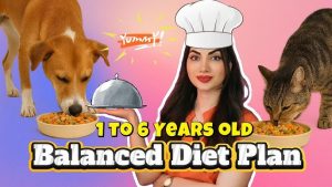 Balanced Diet Plans for Senior Pets 2025