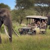 Which Tanzanian National Park Offers the Best Luxury Safari?
