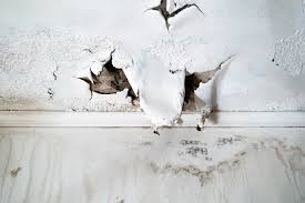 Mold Risks After Water Damage: What You Need to Know