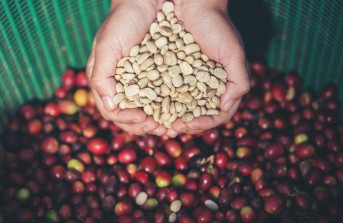 Organic Medium Roast Coffee Beans for Smooth Flavor