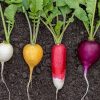 Hybrid vs. Traditional Radish Seeds: What’s the Difference?