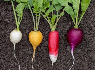 Hybrid vs. Traditional Radish Seeds: What’s the Difference?