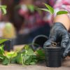 How Professional Tree Care Helps Prevent Wildfires in California