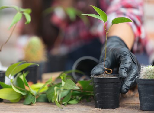 How Professional Tree Care Helps Prevent Wildfires in California