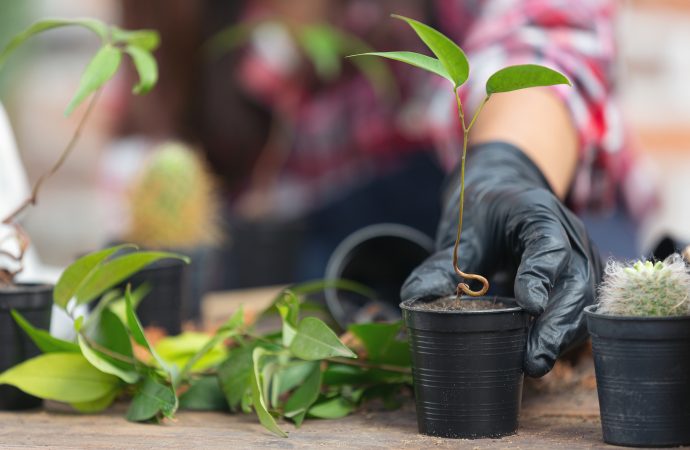 How Professional Tree Care Helps Prevent Wildfires in California