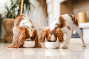 Spiced Broths on Pet Gut Health