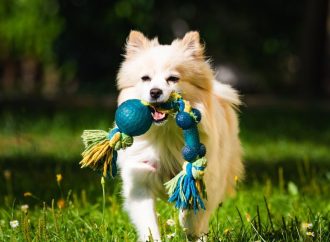 Fun and Safe Small Animal Toys Guide for Furry Friends