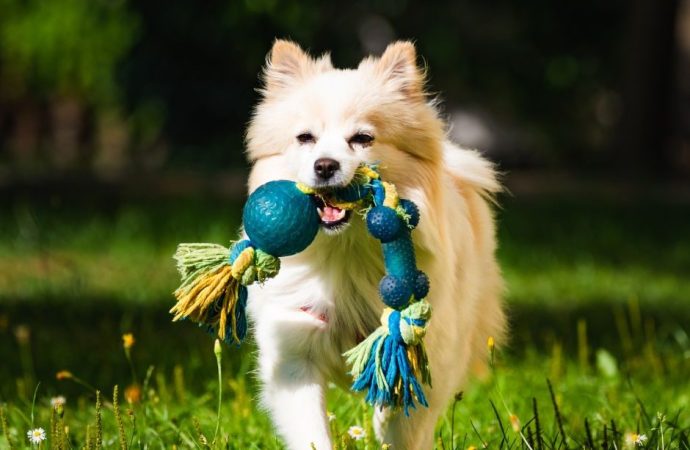 Fun and Safe Small Animal Toys Guide for Furry Friends